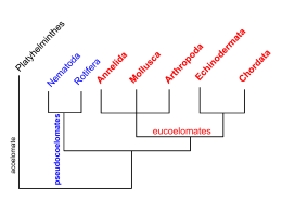 Major Divisions of Life