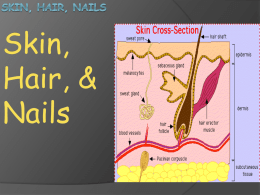Skin, Hair, Nails - Sleeping Dog Studios