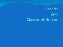 Breeds and Classes of Horses