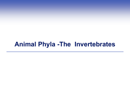 Animal Phyla - Teaching Biology Project