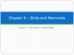 Chapter 4 – Birds and Mammals