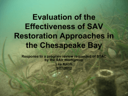 Habitat Restoration in Chesapeake Bay: Future Directions
