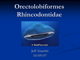 Orectolobiformes Rhincodontidae - FAU