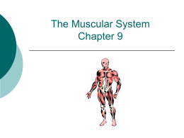 The Muscular System Chapter 9