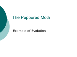 Kettlewell & the Peppered Moth