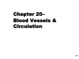 Ch20-Blood-Vessels