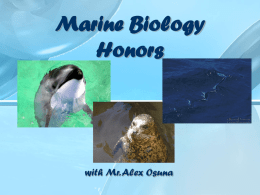 Marine Biology Honors