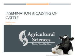 Insemination & Calving of Cattle