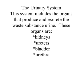 The Urinary System This system includes the organs that