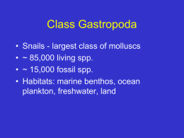 Class Gastropoda - Ball State University