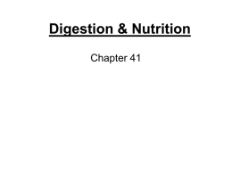 Digestion & Nutrition