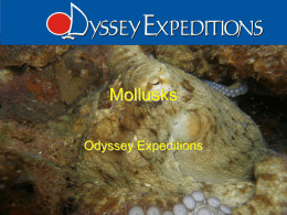 Molluscs - Odyssey Expeditions Summer Programs