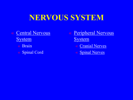 PERIPHERAL NERVOUS SYSTEM