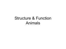 Structure & Function Animals