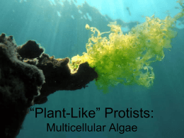Plant-Like” Protists: - Emerald Meadow Stables
