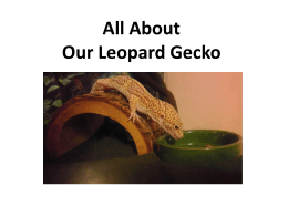 Leopard Gecko - Woodland Hills School District