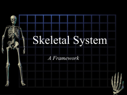 Skeletal System - TWHS 9th Grade Campus