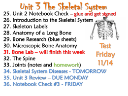 Unit 3 The Skeletal System