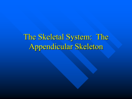 The Skeletal System: The Appendicular Skeleton
