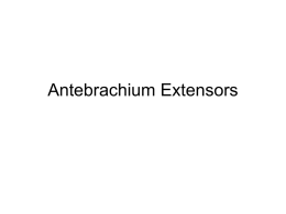 Antebrachium Extensors