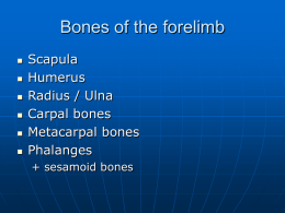Bones of the forelimb