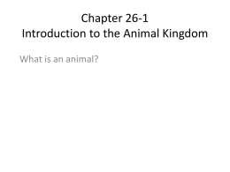 Chapter 26-1 Introduction to the Animal Kingdom