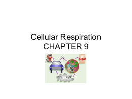 Cellular Respiration - Hudson City Schools / Homepage