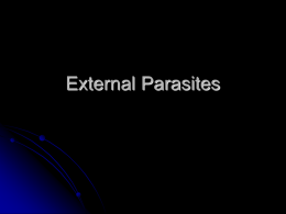 External Parasites - Dr. Brahmbhatt's Class Handouts