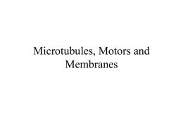 Microtubules, Motors and Membranes