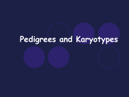 Pedigrees and Karyotypes - Springfield School District