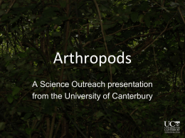 Arthropods - University of Canterbury