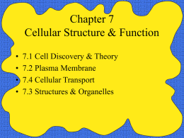 Chapter 7 Cellular Structure & Function