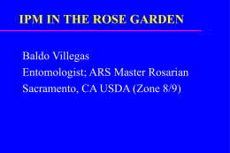 IPM in the Rose Garden