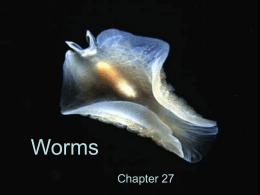 Worms - DigitalWebb