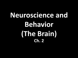Neuroscience and Behavior (The Brain)