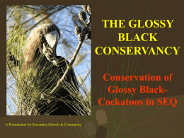 The Glossy Black Cockatoo Conservancy