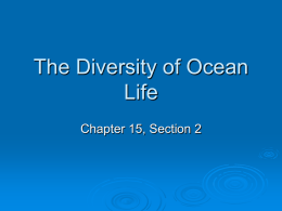 The Diversity of Ocean Life