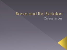 Bones and the Skeleton