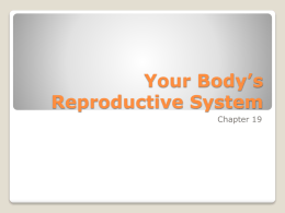 Your Body’s Reproductive System