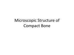 Microscopic Structure of Compact Bone