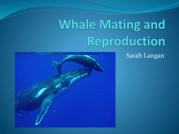 Whale Mating and Reproduction