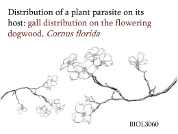Distribution of a plant parasite on its host: gall