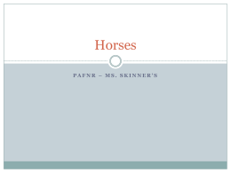 Horses - Corsicana ISD