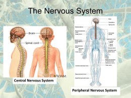The Nervous System - ESC-2
