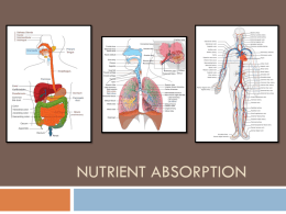 The Digestive System - Katy Independent School District