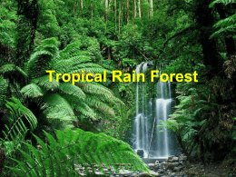 Tropical Rain Forest - Great Neck School District