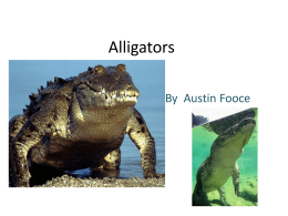 Alligators - Lancaster High School