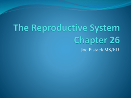 The Reproductive System Chapter 26 - Wilkes