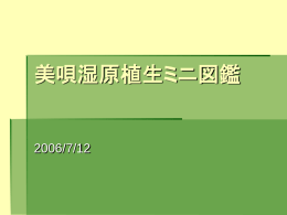 美唄湿原植生ミニ図鑑