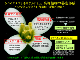 PowerPoint プレゼンテーション - シロイヌナズナをモデルにした 高等植物